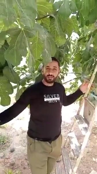 شقق